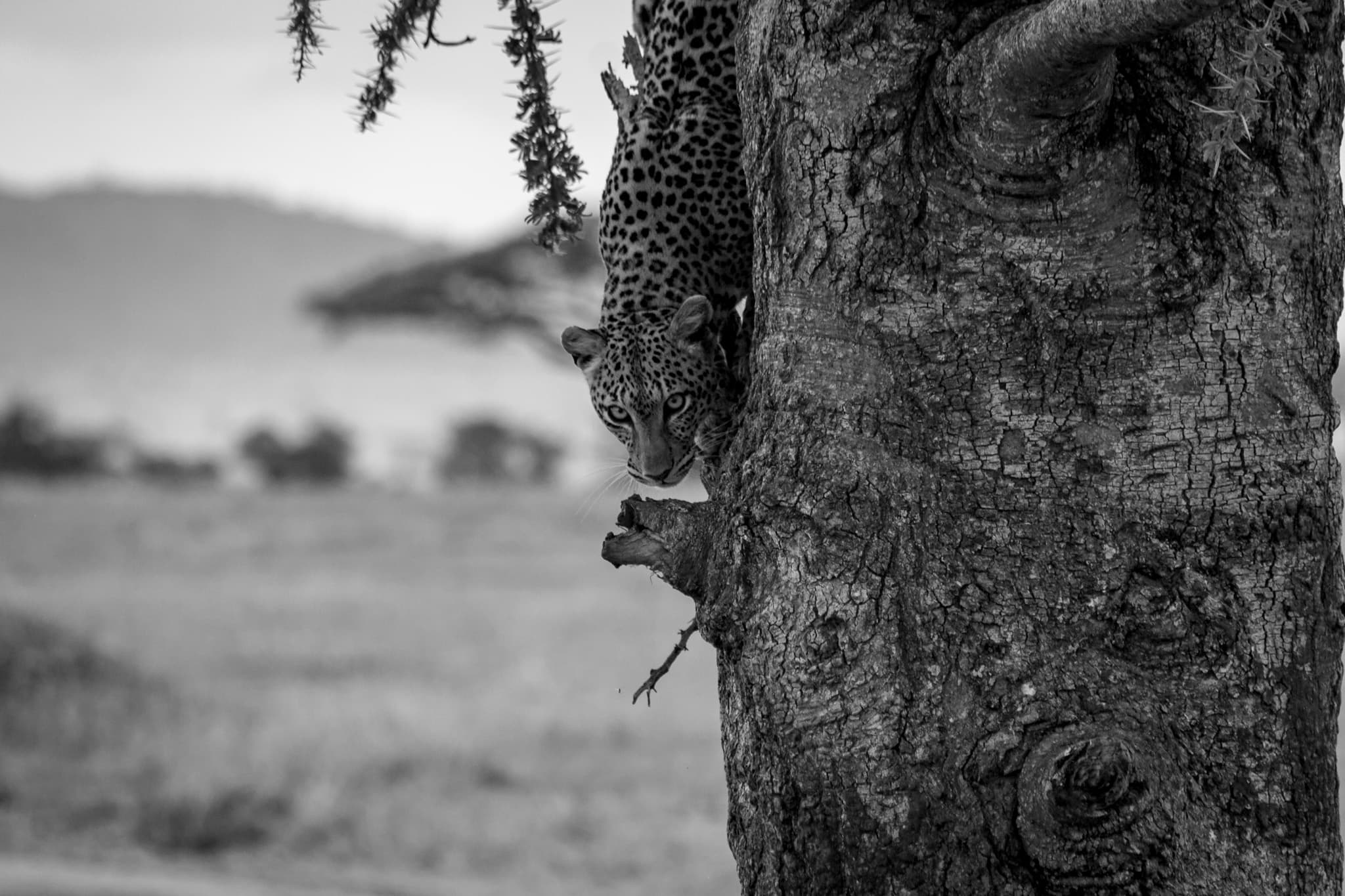 A leopard peers around a tree in black and white